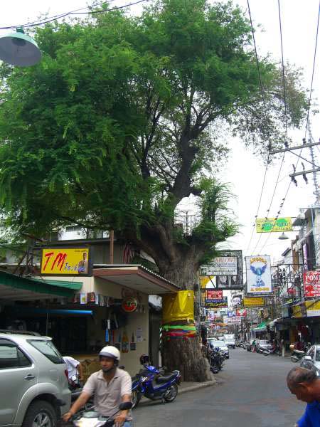 'Big Tree' on Walking Street